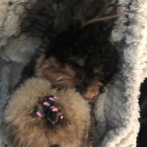 Meet your Posher, Layla